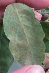 Euphorbia heterophylla image