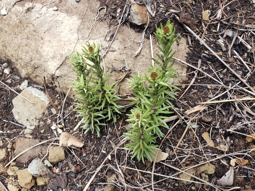 Image of Helichrysum herbaceum by (c) Ben Costamagna, some rights reserved (CC BY)