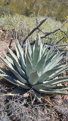 Agave simplex