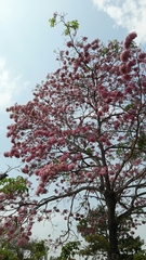 Tabebuia rosea