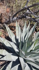 Agave simplex