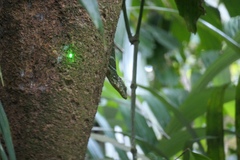 Anolis insignis
