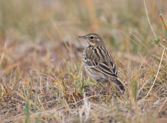 Tree Pipit photo 5