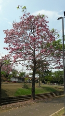 Tabebuia rosea