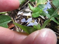 Commelina diffusa subsp. diffusa image