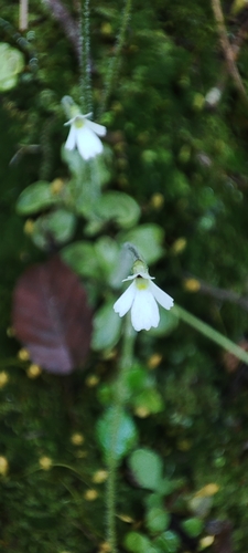 Pinguicula crenatiloba (Pinguicula crenatiloba)