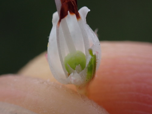 Image of Erica polifolia by (c) Ren Hoekstra, some rights reserved (CC BY)