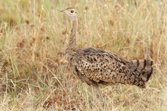Black-Bellied Bustard photo 2