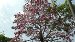 Tabebuia rosea