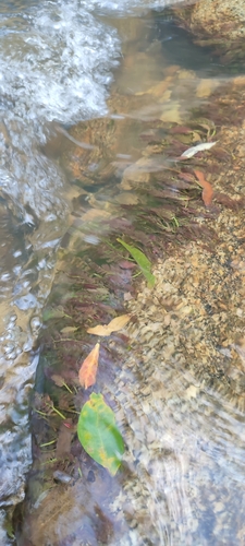 Marathrum rubrum (Marathrum rubrum)