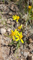 Senecio lemmonii