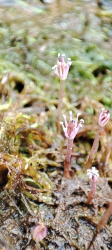 Marathrum rubrum (Marathrum rubrum)