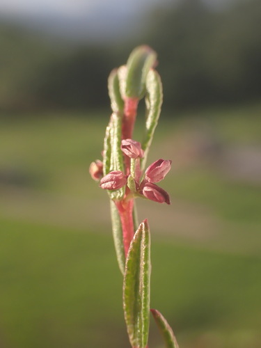 Image of Empleurum fragrans by (c) Ren Hoekstra, some rights reserved (CC BY)