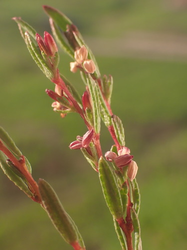 Image of Empleurum fragrans by (c) Ren Hoekstra, some rights reserved (CC BY)