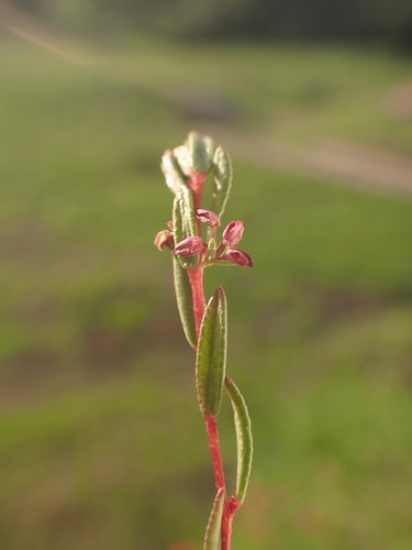 Image of Empleurum fragrans by (c) Ren Hoekstra, some rights reserved (CC BY)