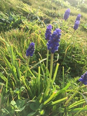 Muscari botryoides