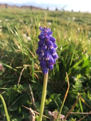 Muscari botryoides