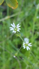 Cerastium texanum