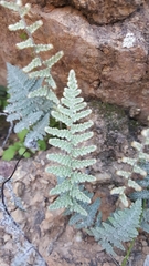 Myriopteris lindheimeri