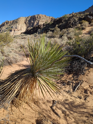 Image of Yucca utahensis by (c) John Brew, some rights reserved (CC BY)