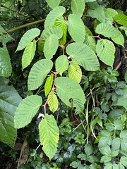 Image of Begonia carpinifolia
