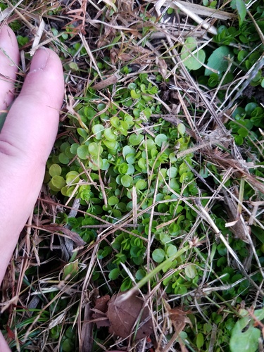 Micranthemum umbrosum iNat (1)