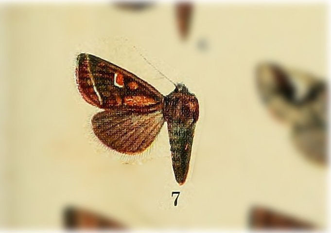 Hydroeciodes leucogramma