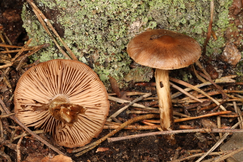 Hebeloma excedens (Photo 2 of 3)
