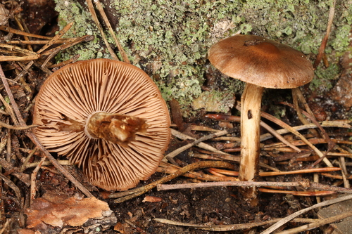 Hebeloma excedens (Photo 3 of 3)