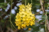 Golden Shower Tree - Photo (c) Robin Gwen Agarwal, some rights reserved (CC BY-NC), uploaded by Robin Gwen Agarwal