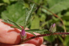 Sidalcea sparsifolia