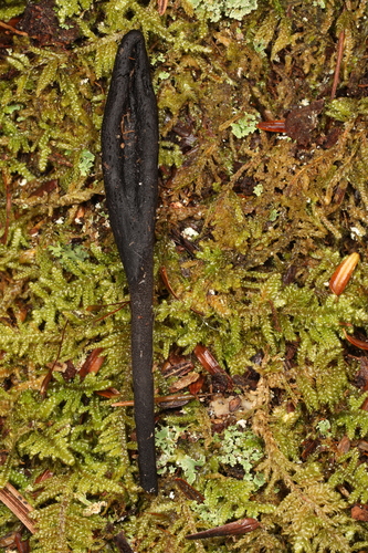 Geoglossum (Photo 2 of 3)