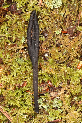 Geoglossum (Photo 3 of 3)