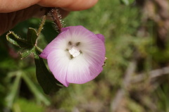 Sidalcea sparsifolia