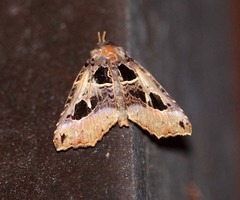 Avatha rufiscripta