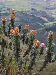 Mimetes splendidus, photograph (c) Ren Hoekstra, some rights reserved (CC BY)
