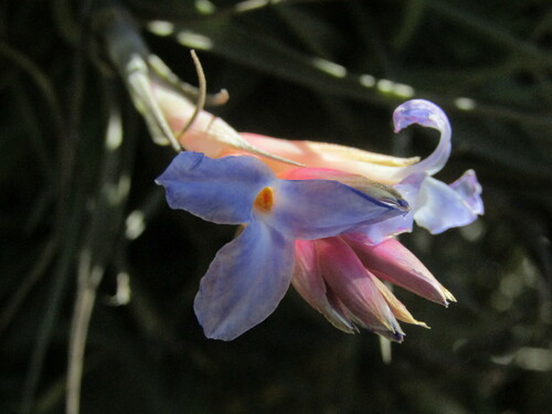 Tillandsia bergeri, photograph 2