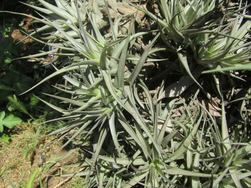Tillandsia bergeri, photograph 6