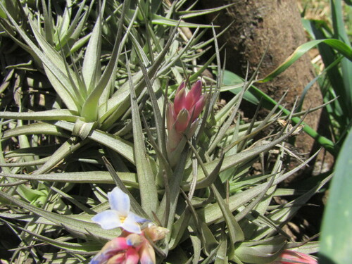 Tillandsia bergeri, photograph 4