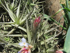 Tillandsia bergeri, photograph (c) Bruno Avilez, some rights reserved (CC BY)