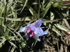 Tillandsia bergeri, photograph (c) Bruno Avilez, some rights reserved (CC BY)