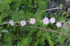 Sidalcea sparsifolia