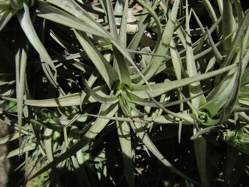 Tillandsia bergeri, photograph 5