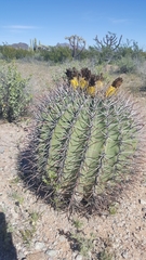 Ferocactus emoryi emoryi