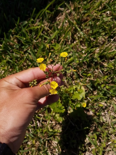 Youngia japonica image
