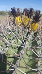 Ferocactus emoryi emoryi