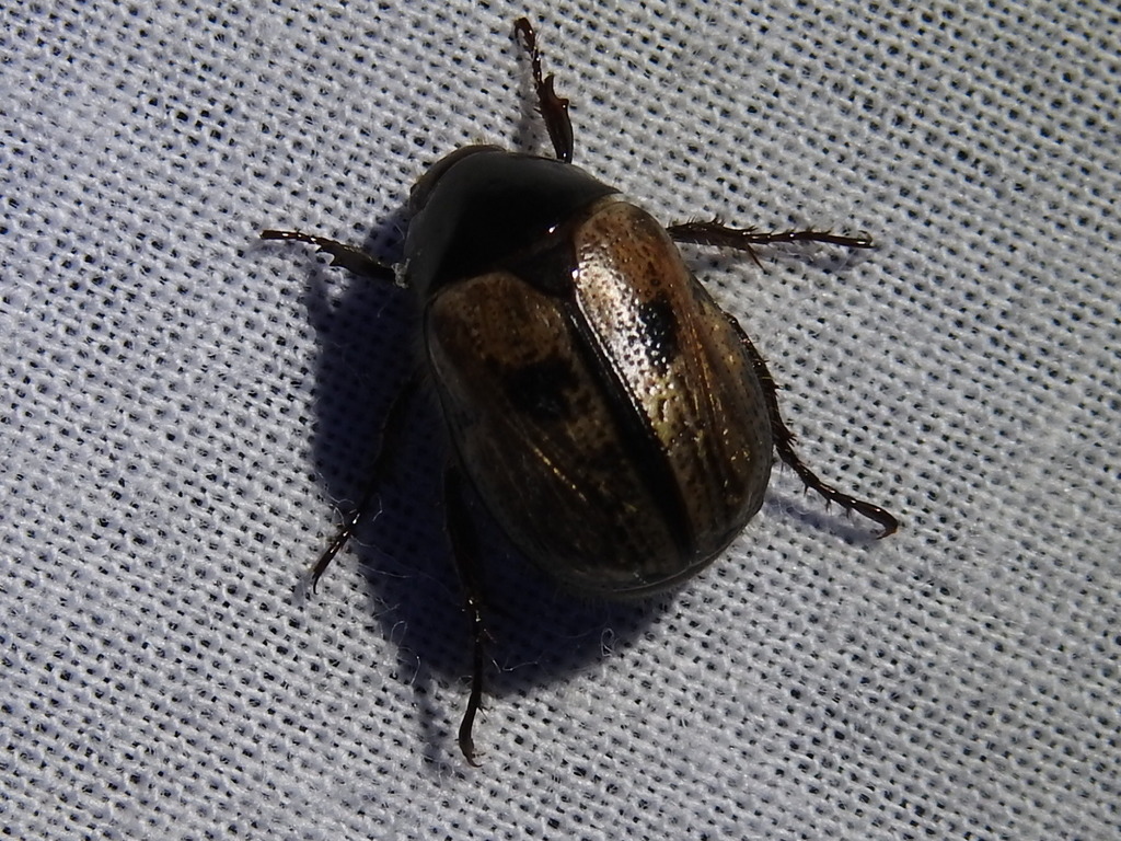 Paranomala binotata