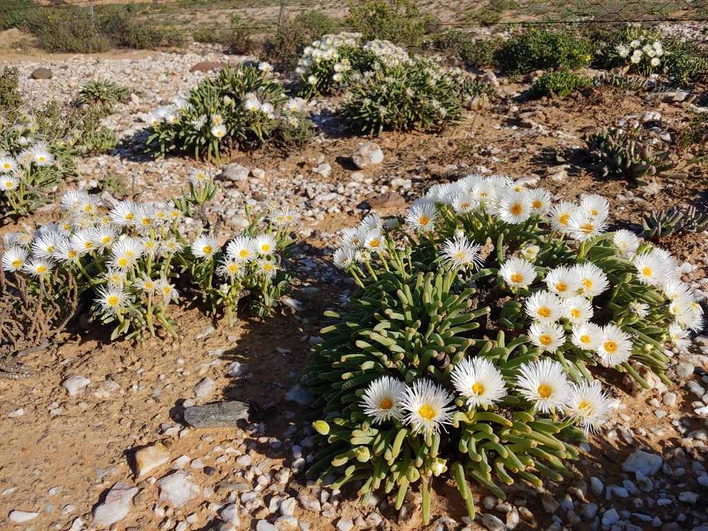 Monilaria peersii L. Bolus