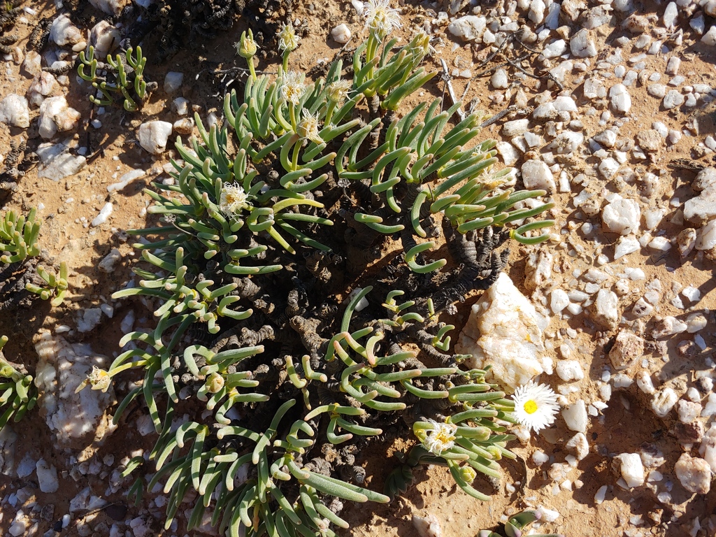 Mesembryanthemum moniliforme Thunb. 3