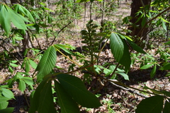 Aesculus sylvatica
